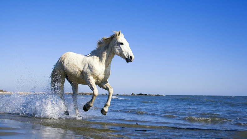 2014 Chinese New Year of the Horse Wallpaper 04 Wallpaper 1920x1200[10wallpaper.com]